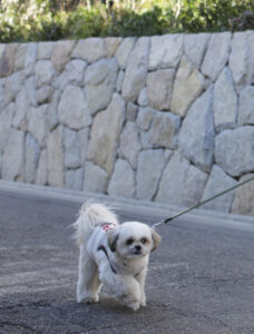 A dog being walked