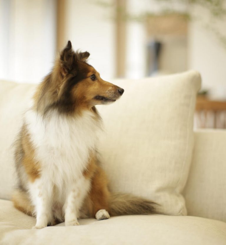 A dog on the sofa